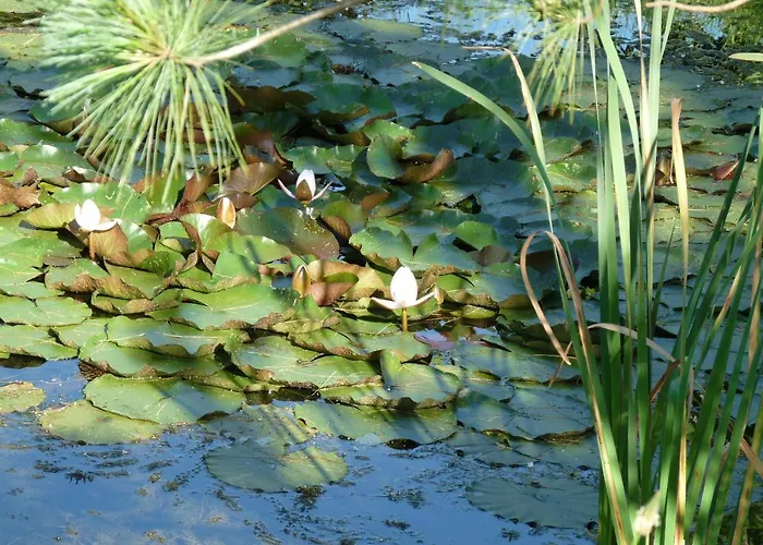 Saint Laurent 1330 Chemin De Saint Laurent * Rieux (Haute-Garonne)