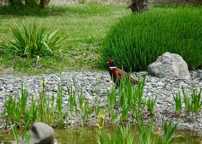Saint Laurent 1330 Chemin De Saint Laurent * Rieux (Haute-Garonne)