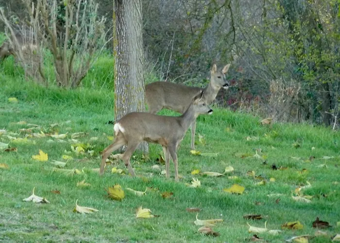 公寓 Saint Laurent 1330 Chemin De Saint Laurent